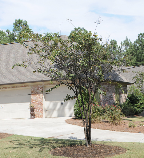 A crape myrtle tree planted next to a residential driveway. The tree and its mulch both are black with sooty mold.